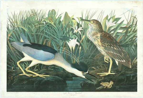 13-Natural History & Science Map By John James Audubon / Julius Bien